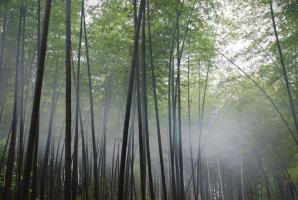 Southern Shu Bamboo Sea